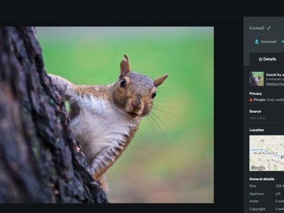 Quelles solutions pour gérer une photothèque collective en ligne ?